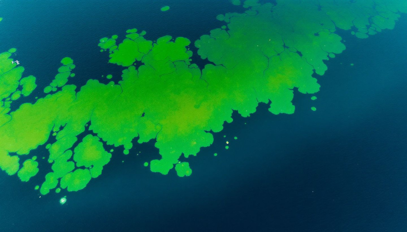 Les bienfaits méconnus de la spiruline pour un système immunitaire renforcé